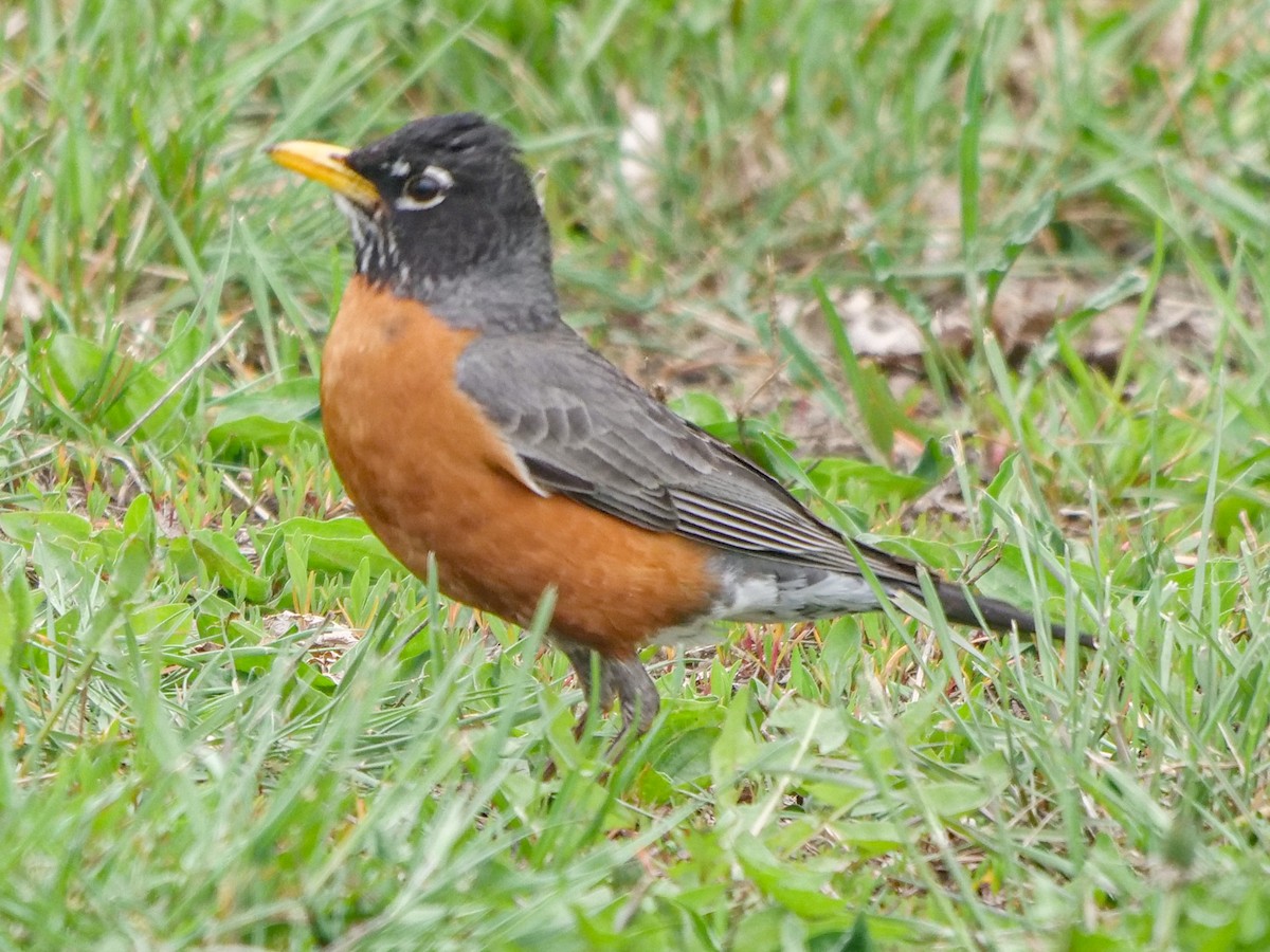 American Robin - ML454267161