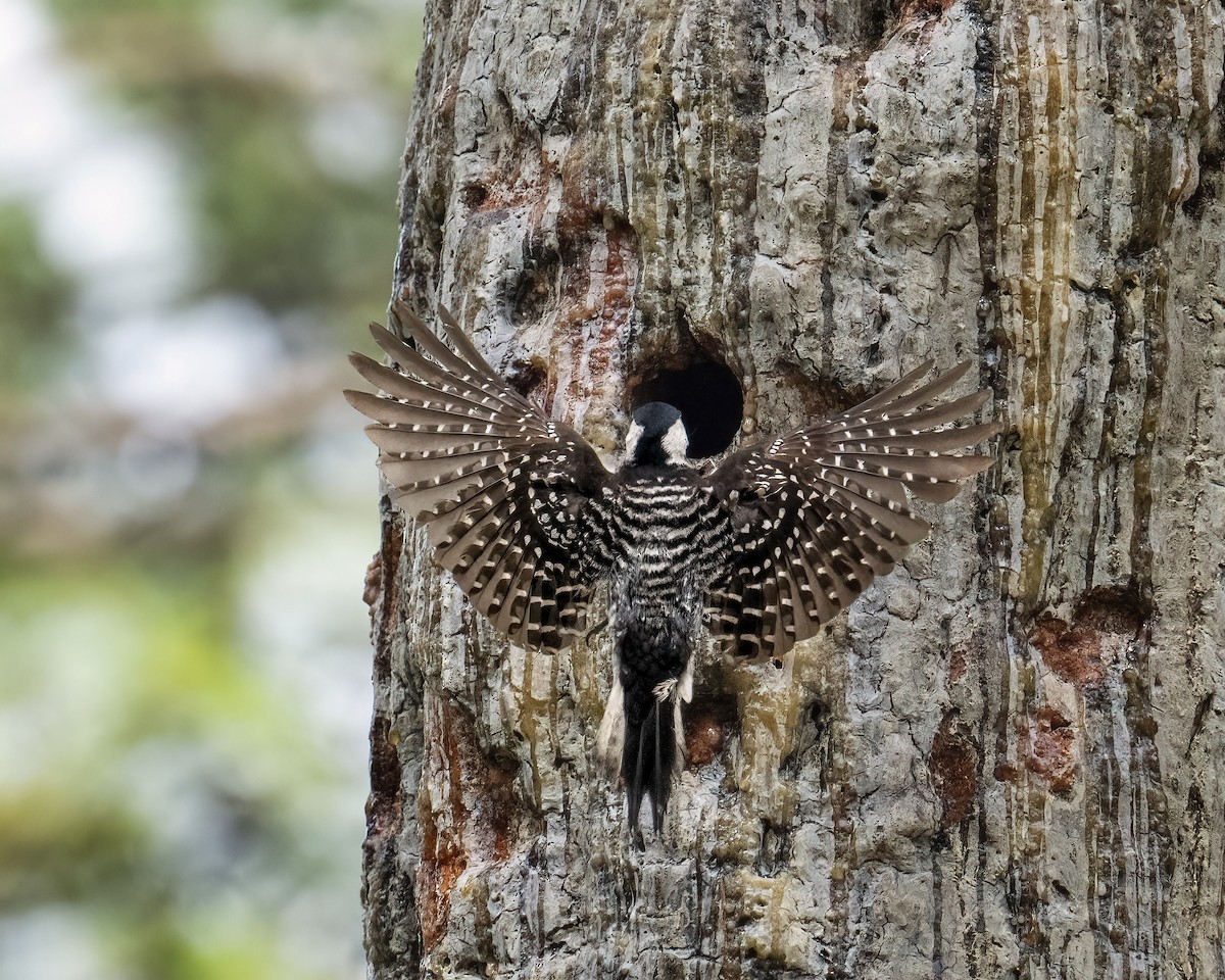 Red-cockaded Woodpecker - ML454267321