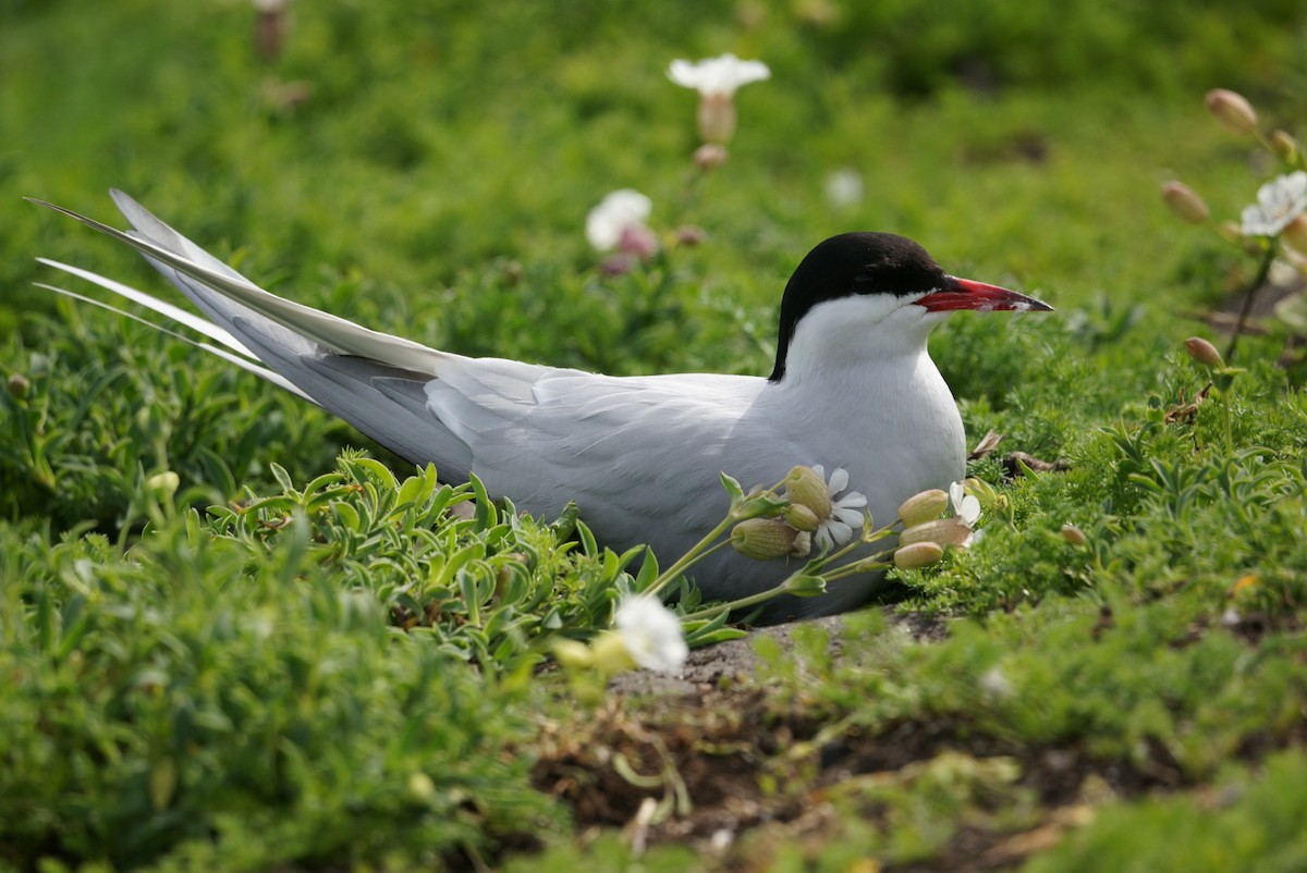 Arctic Tern - Brian McKay