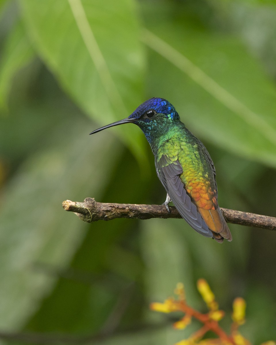 Golden-tailed Sapphire - ML454268671