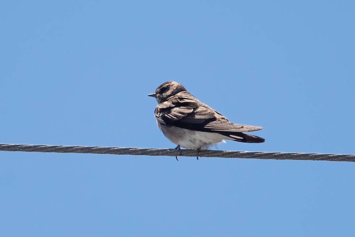 Golondrina Aserrada - ML454269661