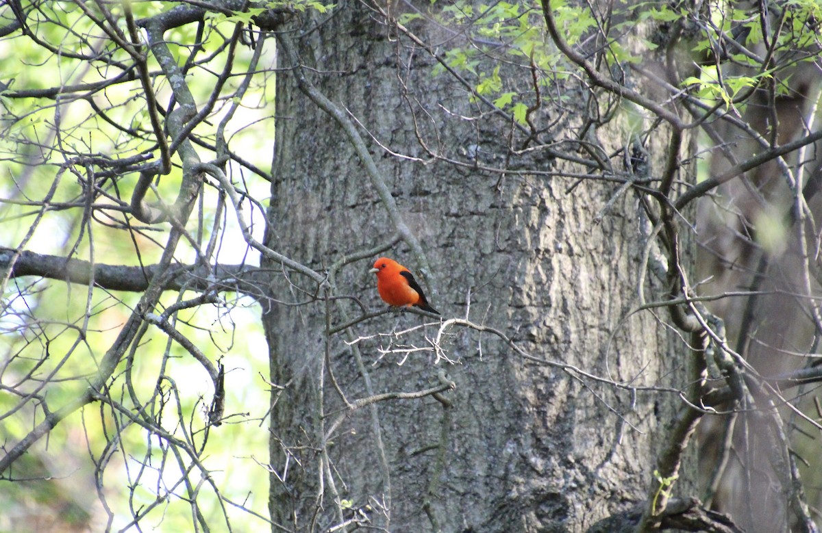 Scarlet Tanager - ML454269711