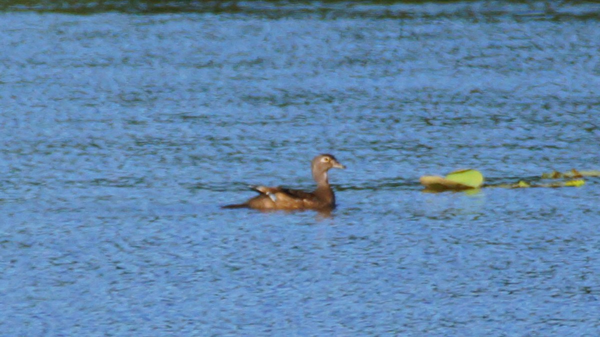 Wood Duck - Skipper Anding