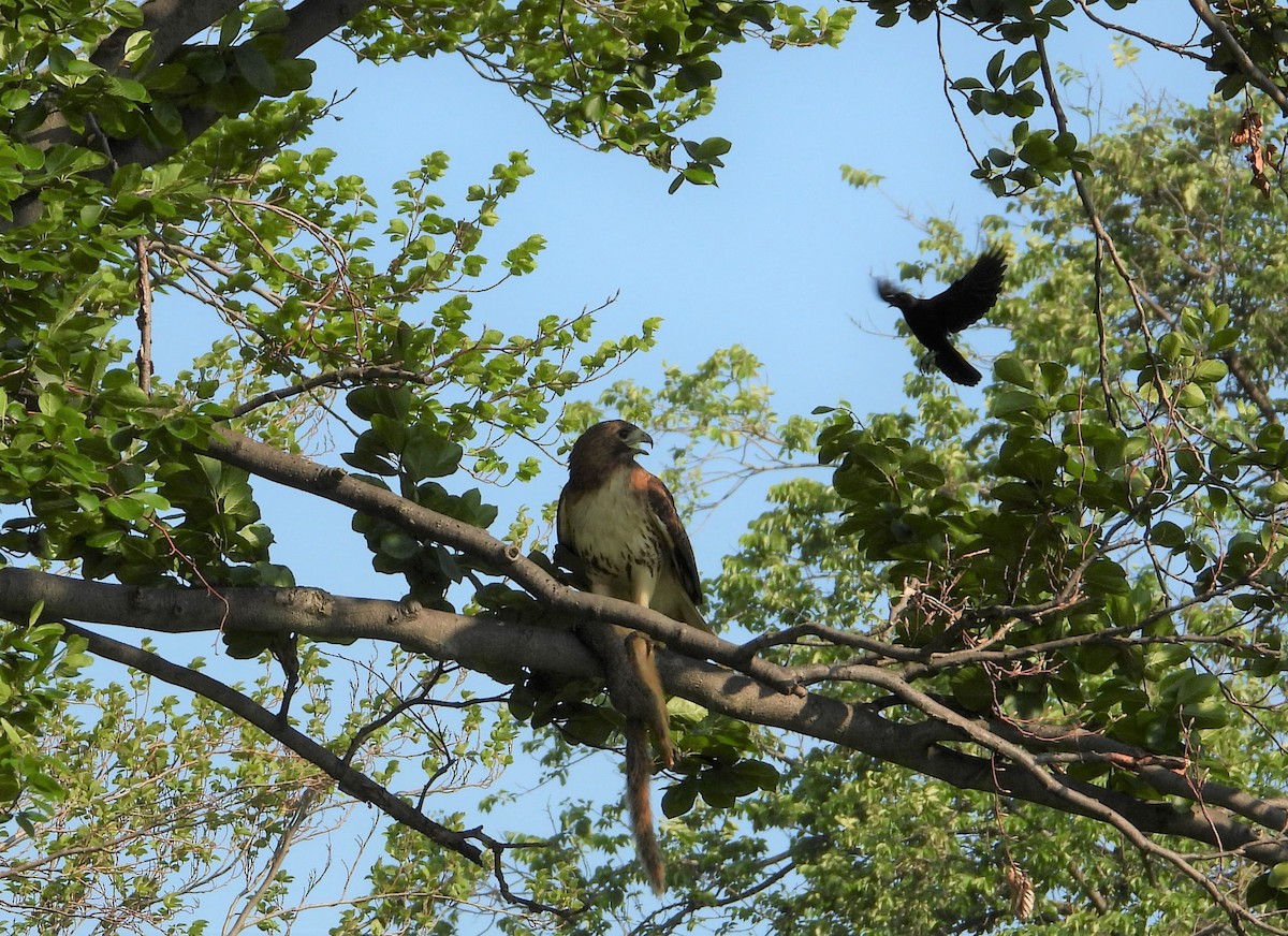 Red-tailed Hawk - ML454270521