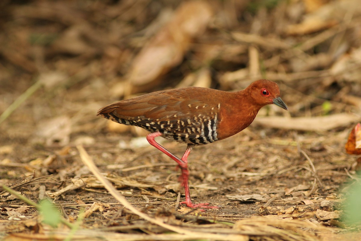 Red-legged Crake - Krit Adirek