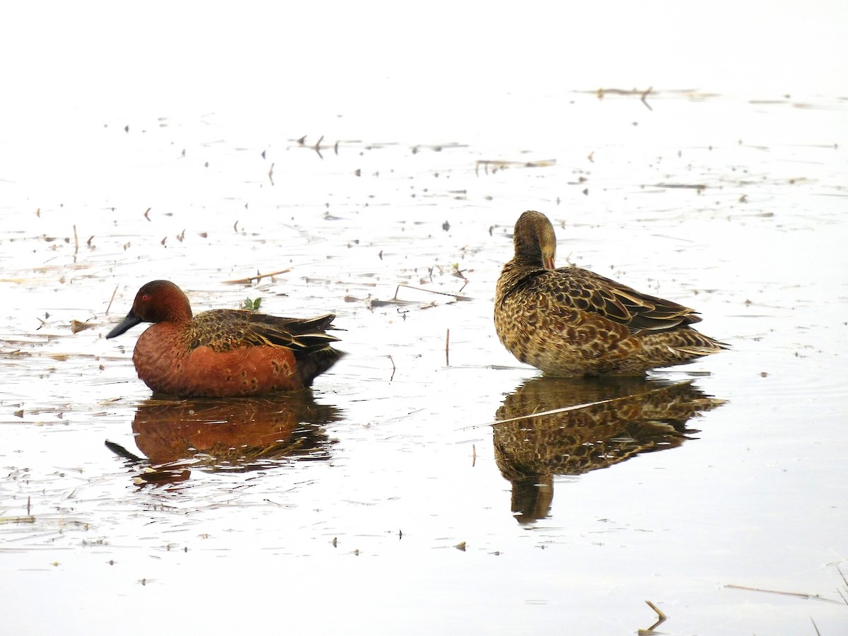 Cinnamon Teal - ML454271761