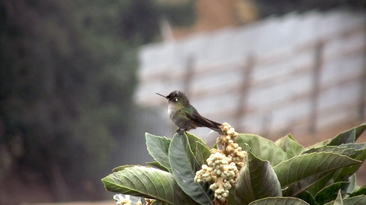Green-backed Firecrown - Patricia Olave Rocuant