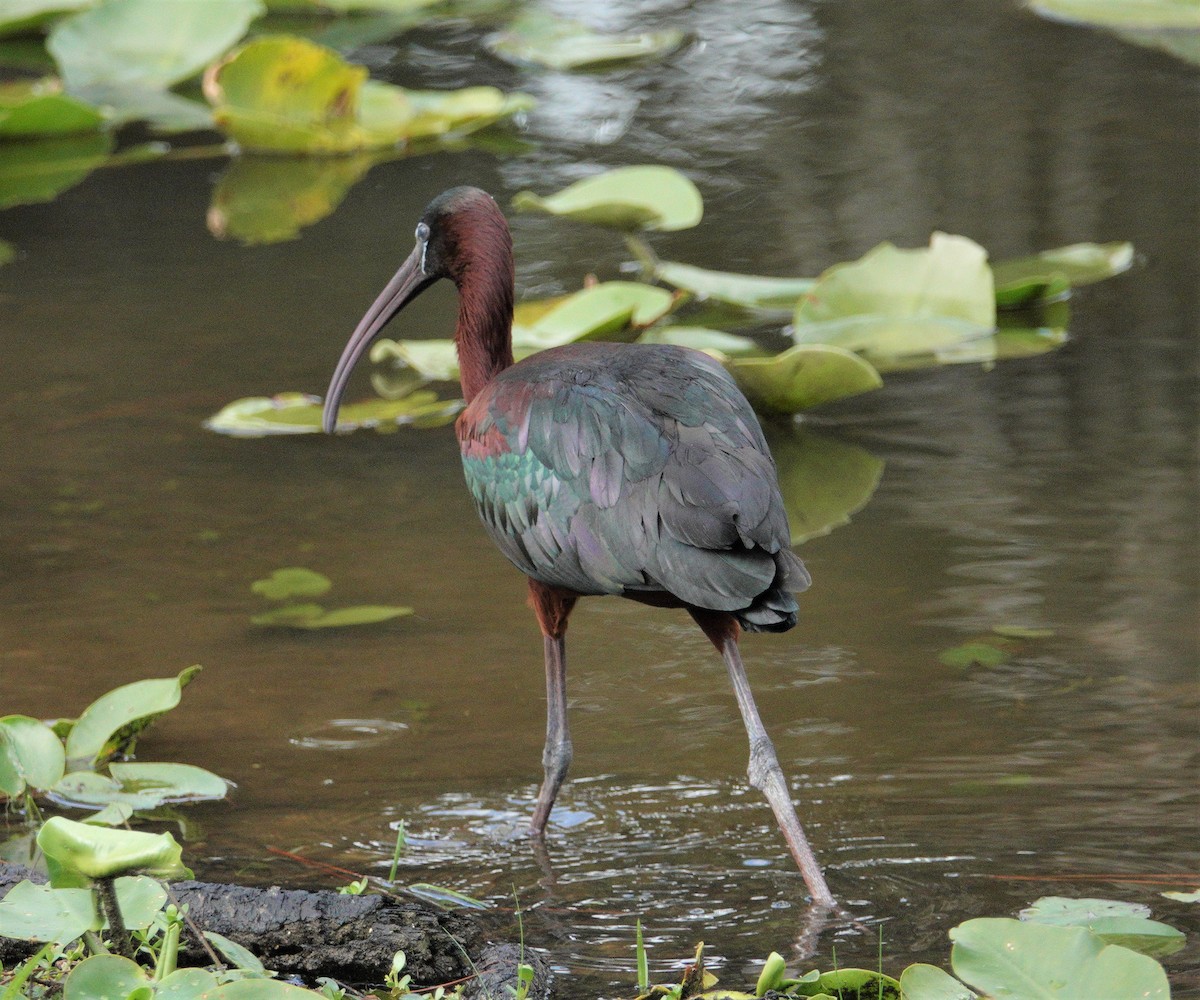 Glossy Ibis - Nancy Edmondson