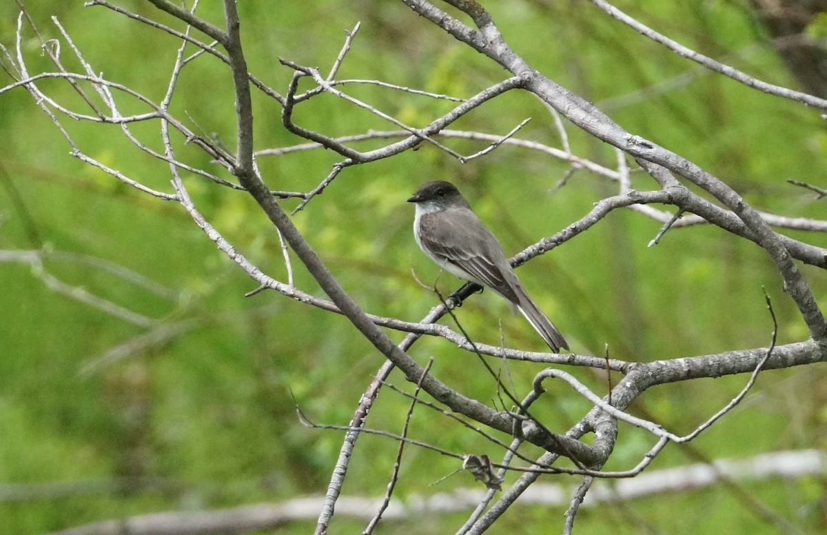 Eastern Phoebe - Brian McKay