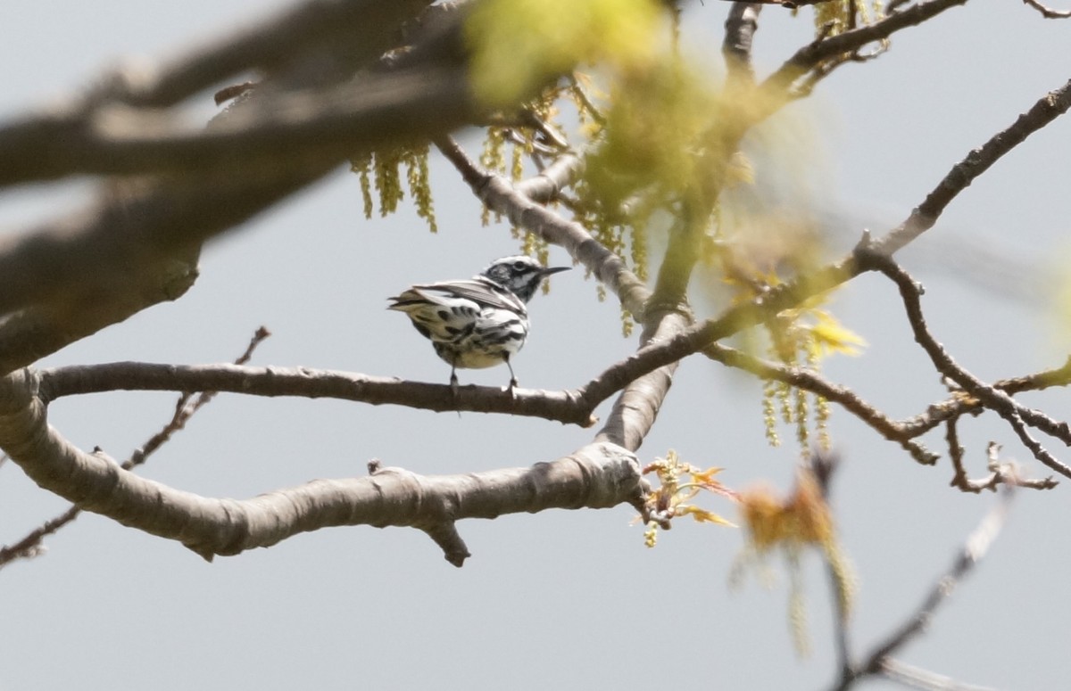 Black-and-white Warbler - Brian McKay