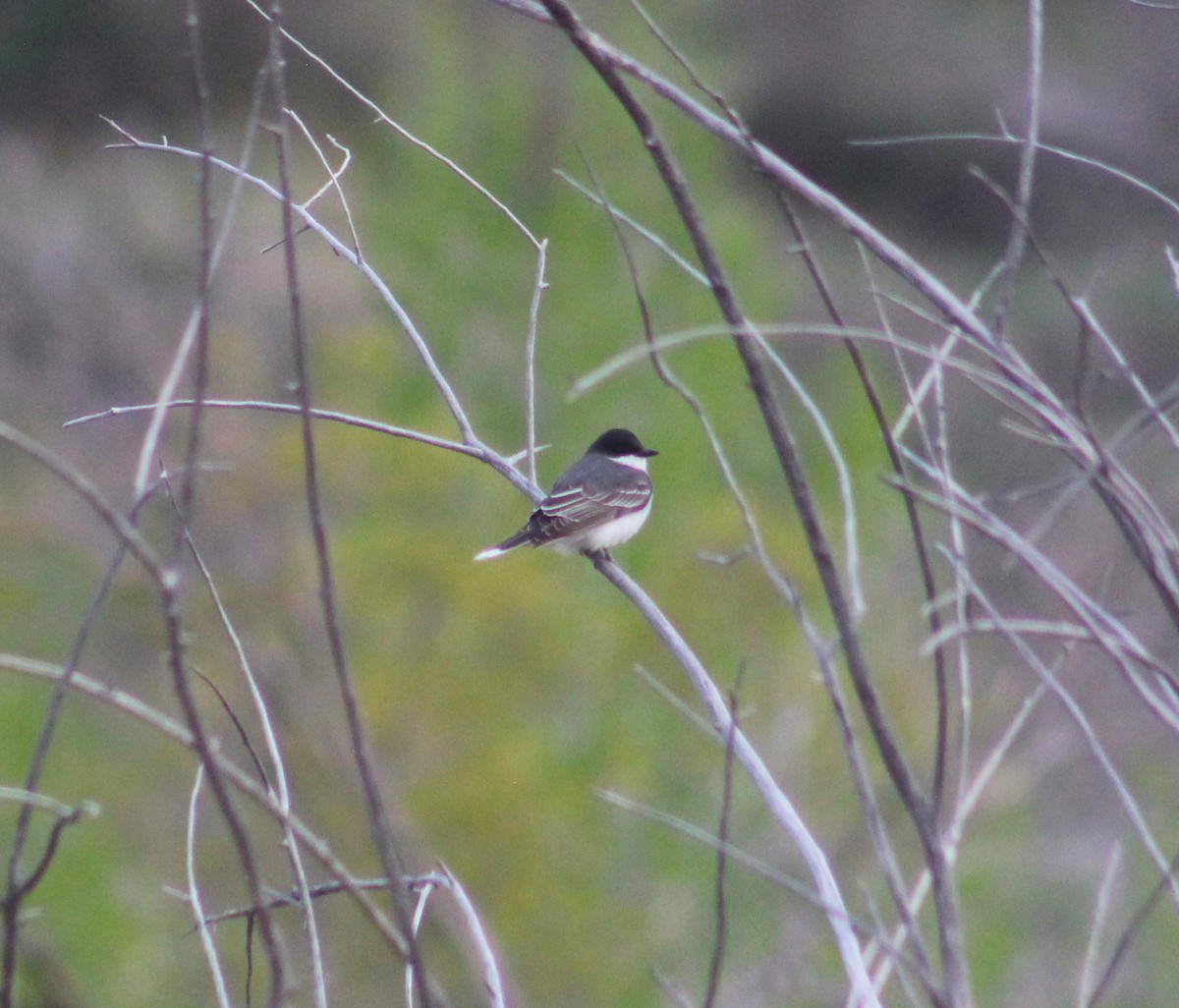 Eastern Kingbird - ML454274321