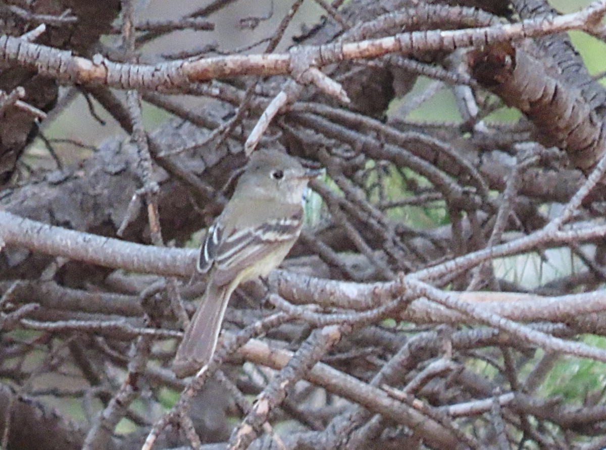 Least Flycatcher - ML454274871