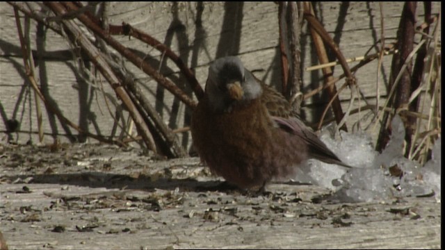 Gray-crowned Rosy-Finch - ML454276