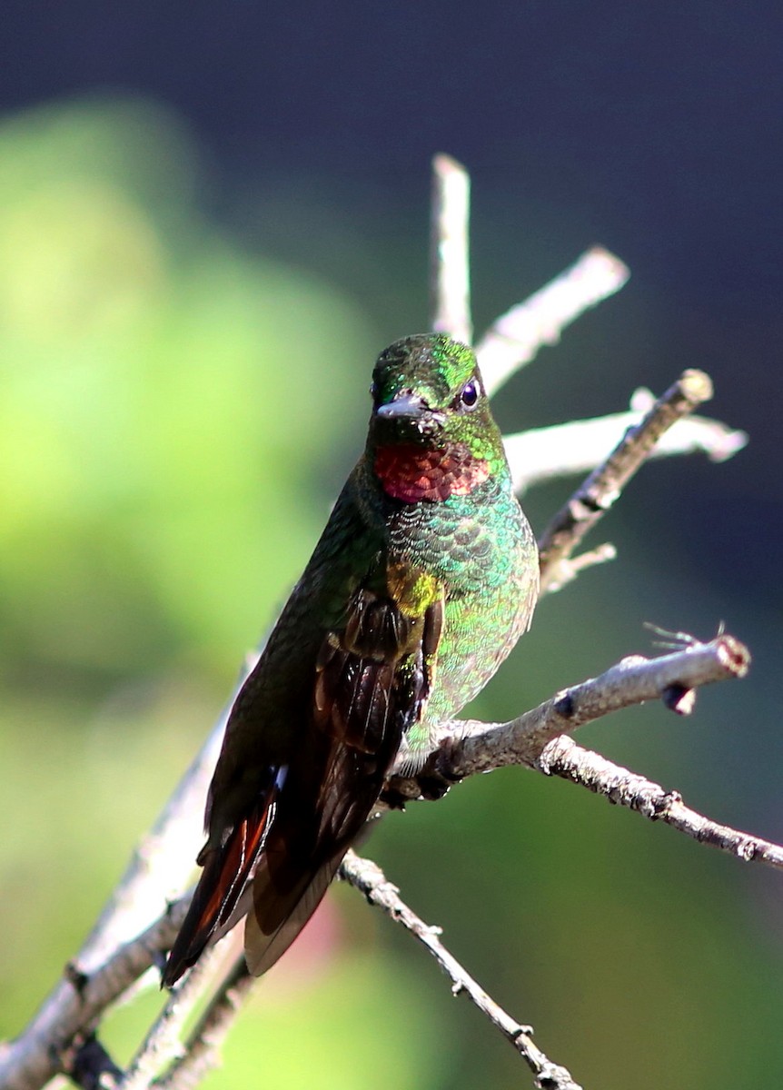 Colibri rubis-émeraude - ML45427711