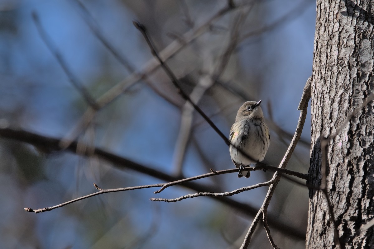 Yellow-rumped Warbler (Myrtle) - ML454277241