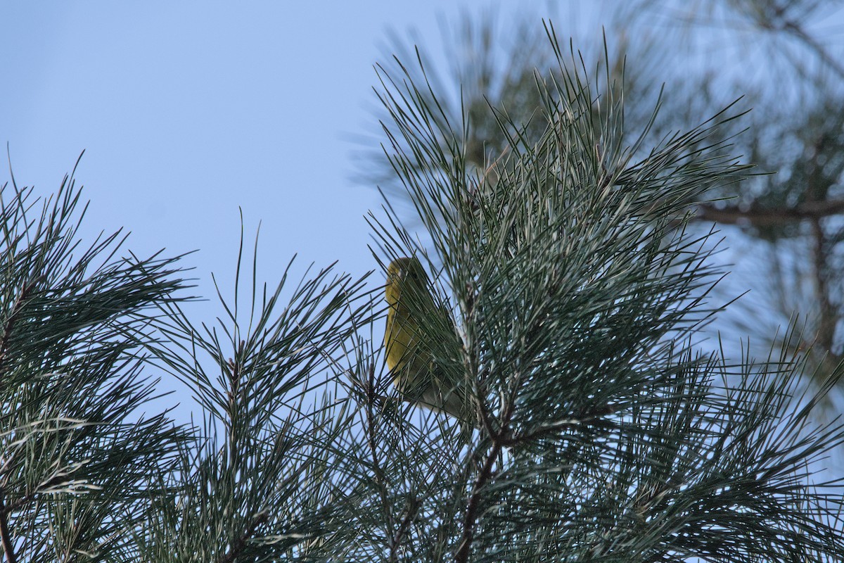 Pine Warbler - ML454277281