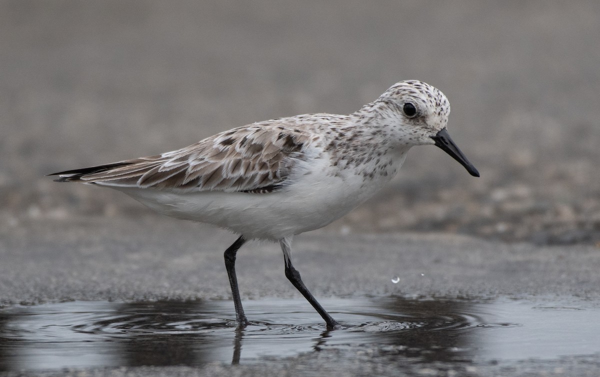 Sanderling - ML454277331