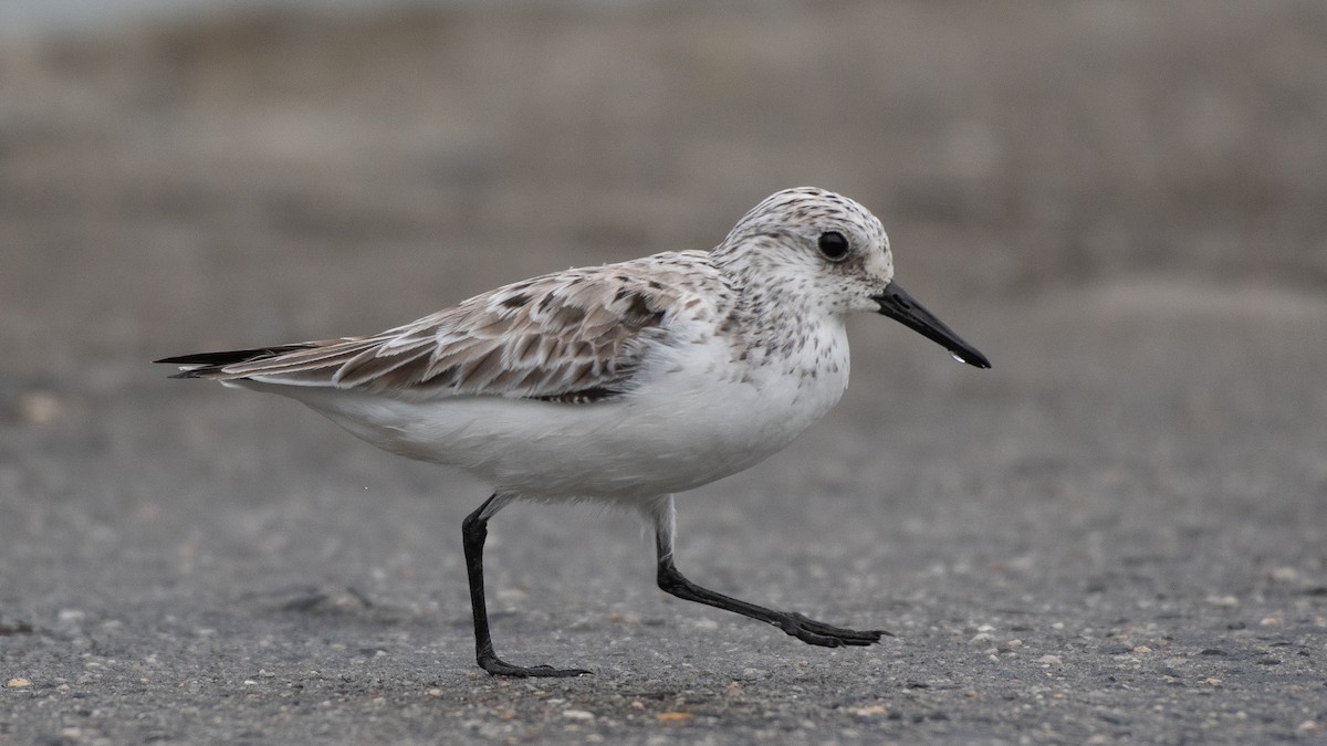 Sanderling - ML454277351