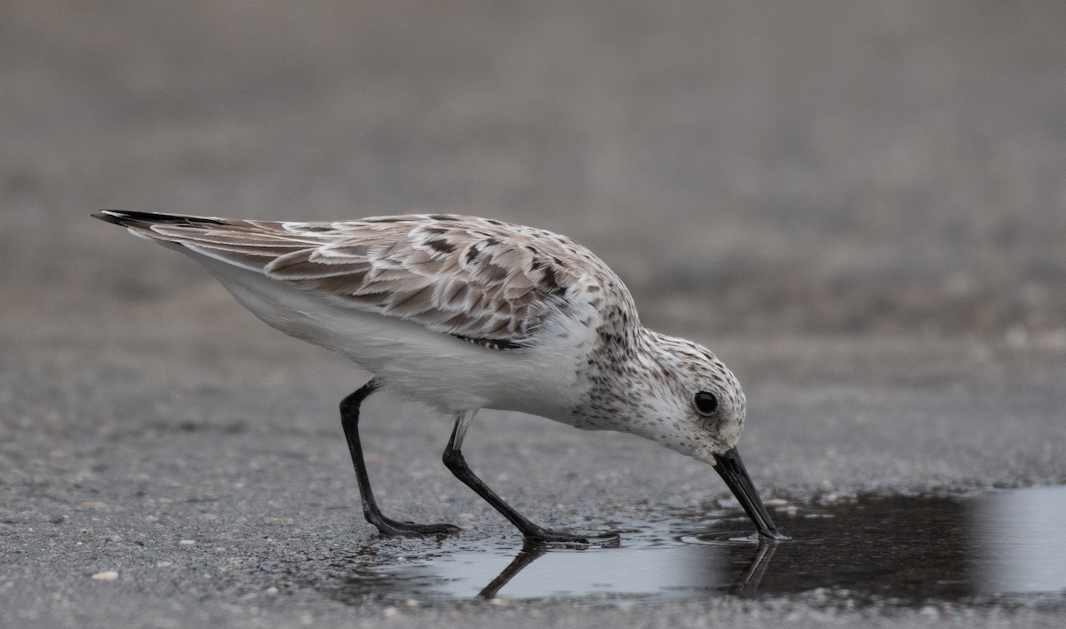 Sanderling - ML454277361