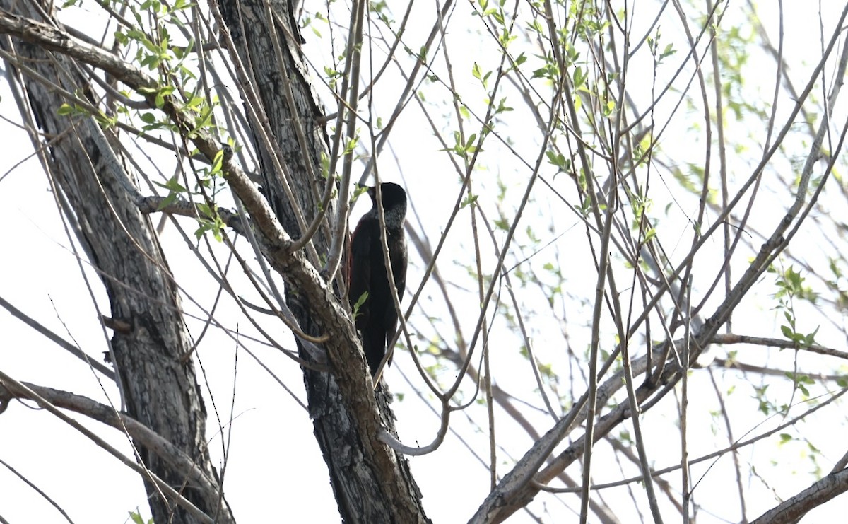 Lewis's Woodpecker - ML454279251