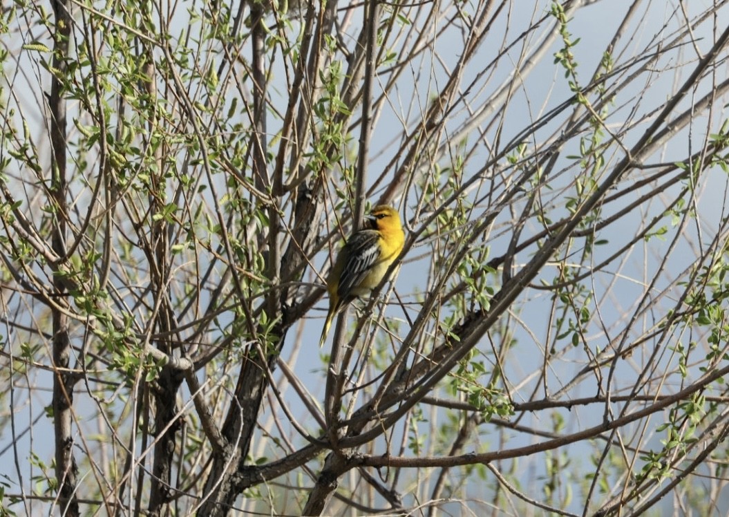 Bullock's Oriole - ML454279271