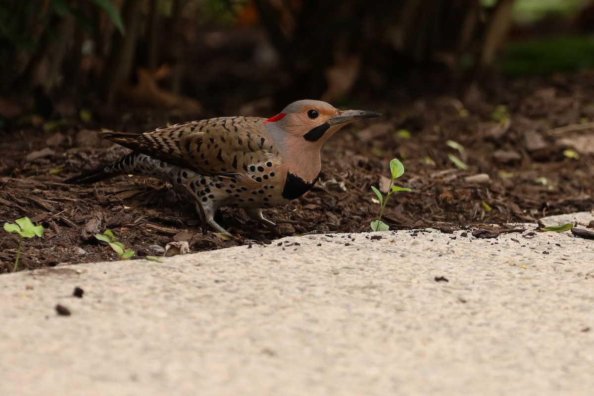 Northern Flicker (Yellow-shafted) - Malcolm Kurtz