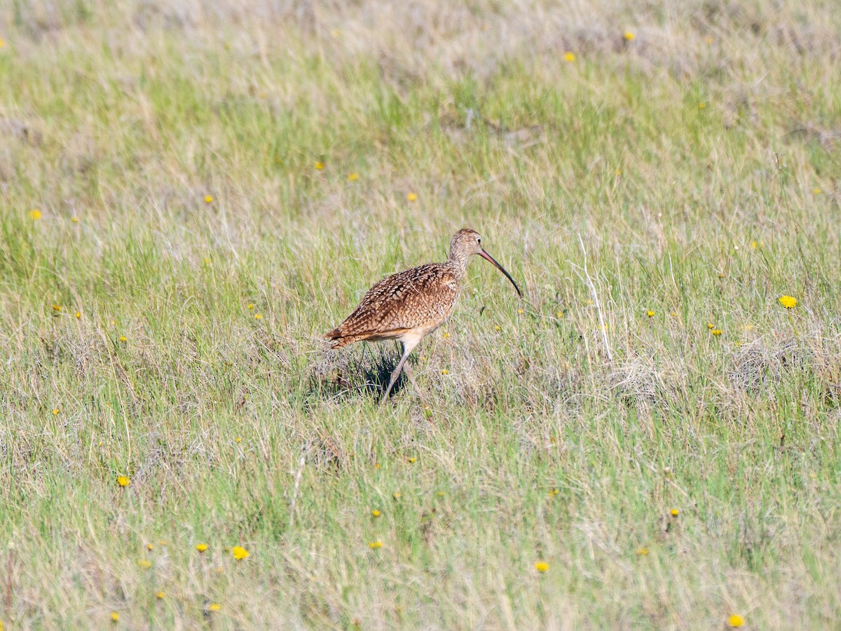 Rostbrachvogel - ML454280161