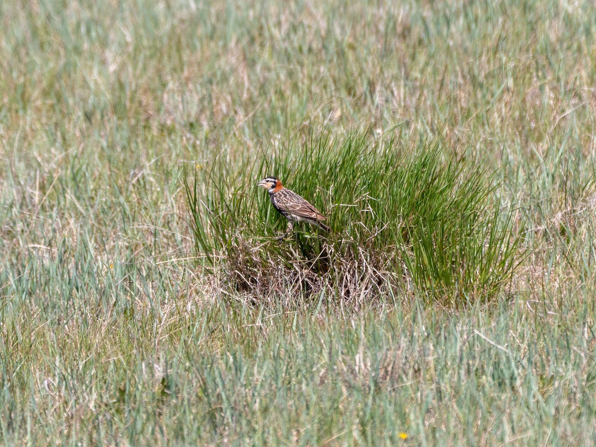Chestnut-collared Longspur - ML454280251
