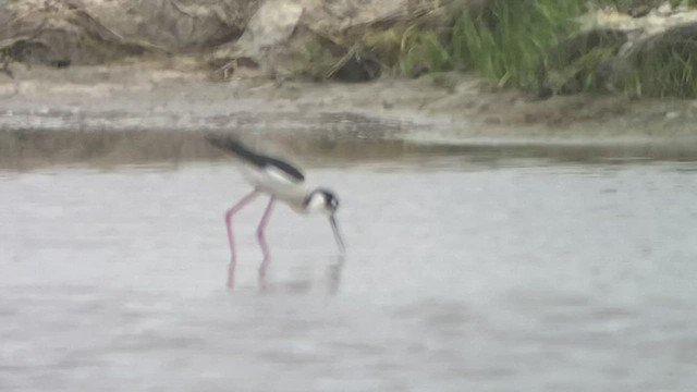 Cigüeñuela Cuellinegra - ML454280461