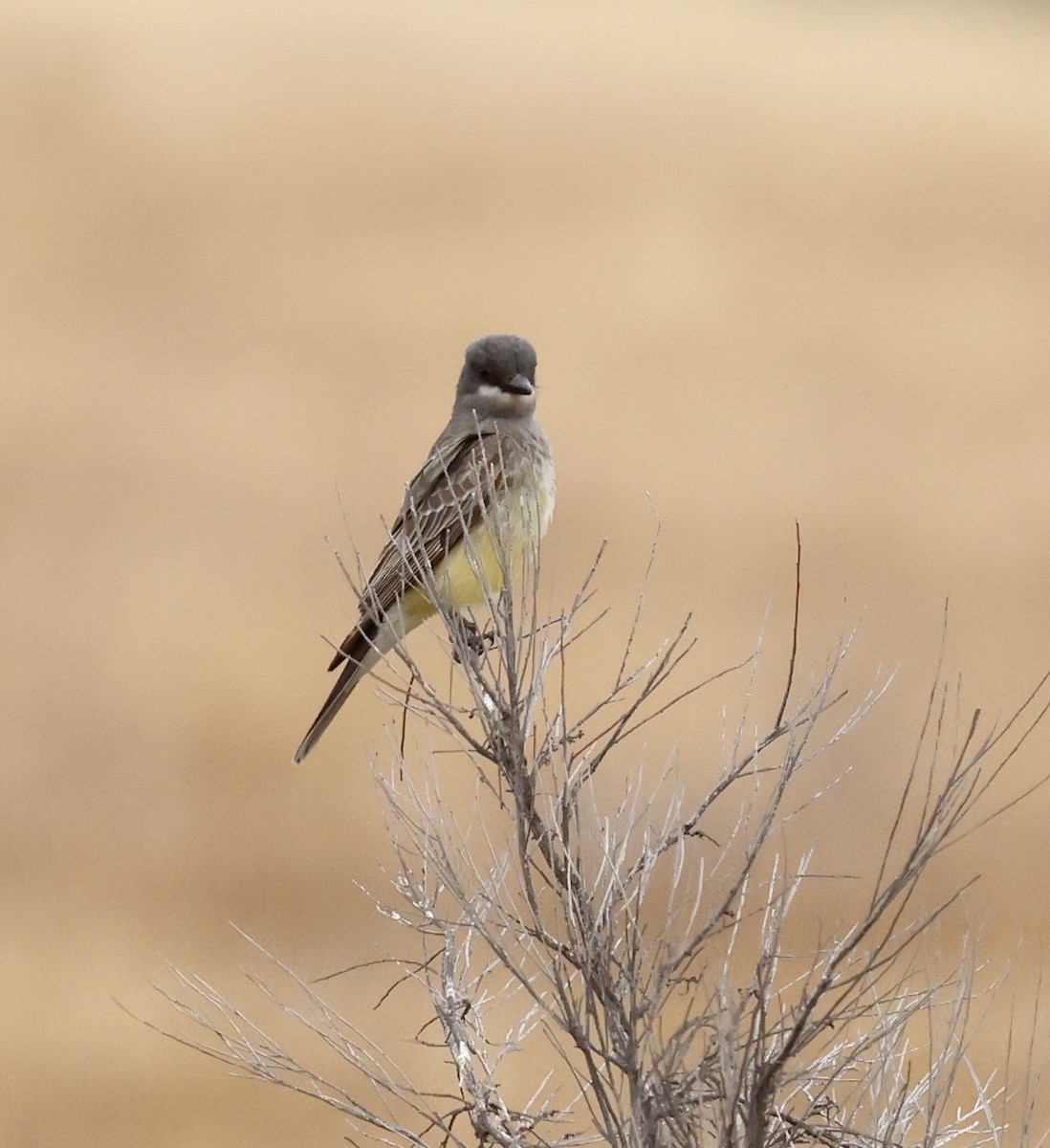 Cassin's Kingbird - ML454281131