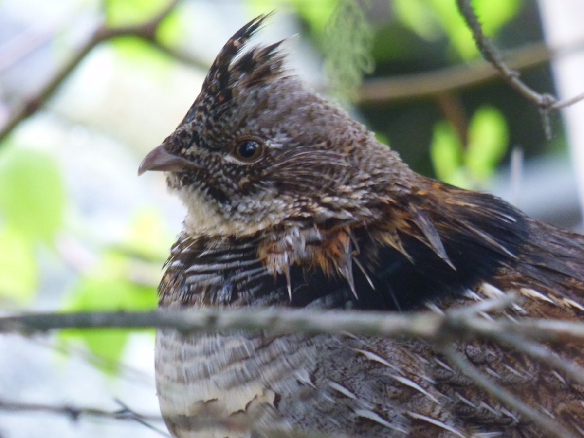 Ruffed Grouse - C Douglas