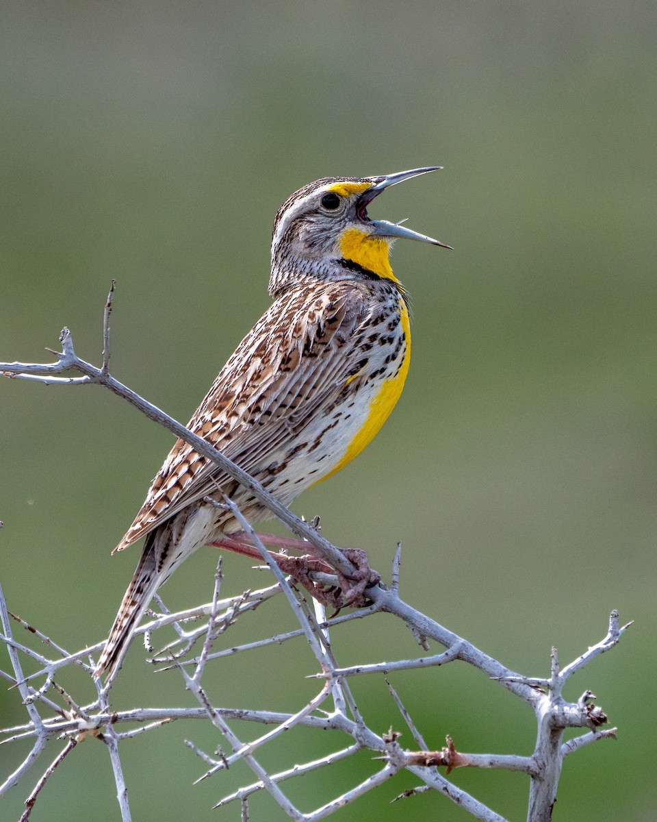 Western Meadowlark - ML454282411