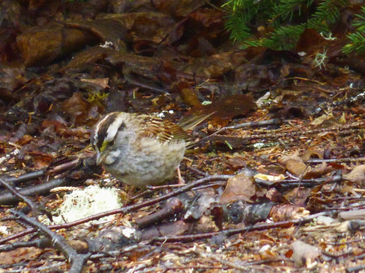White-throated Sparrow - ML454282671