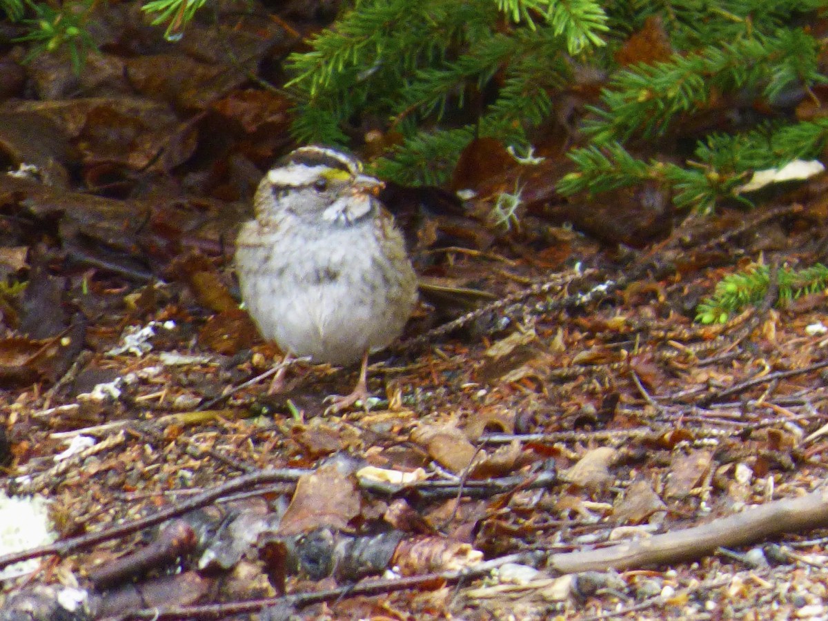 White-throated Sparrow - ML454282771