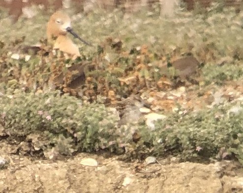 Western Sandpiper - Michael Rogers