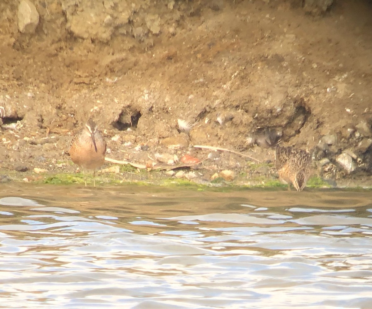 Long-billed Dowitcher - ML454283311