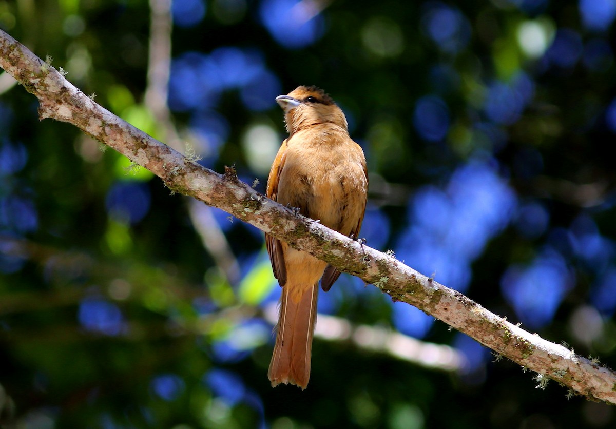 Brown Tanager - Rohan van Twest