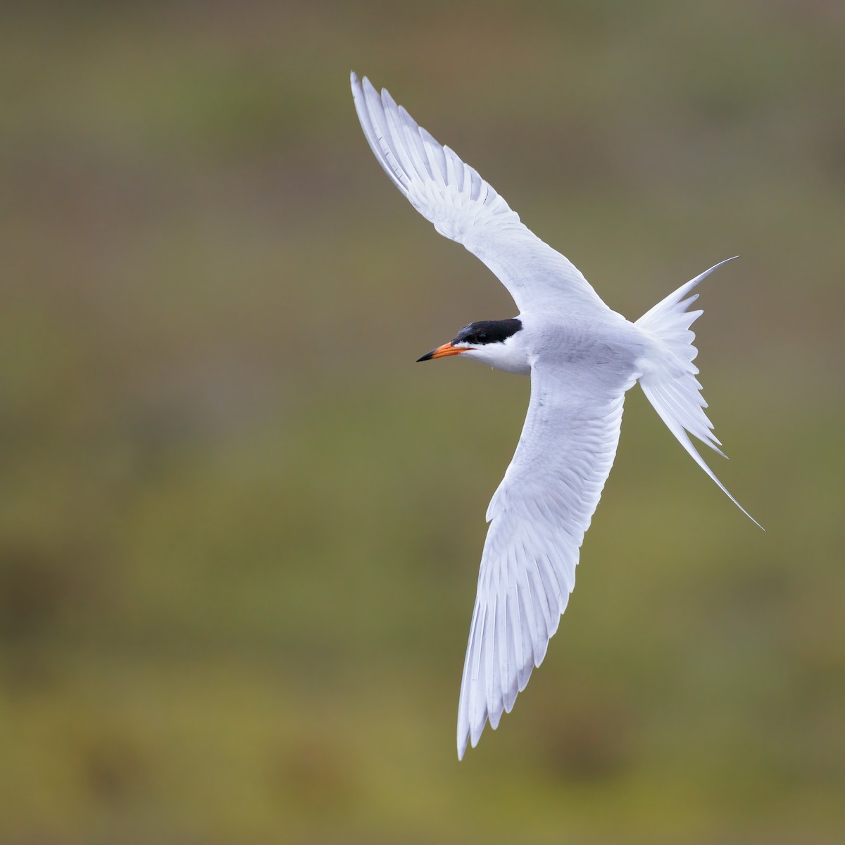 Forster's Tern - Ryan Sanderson