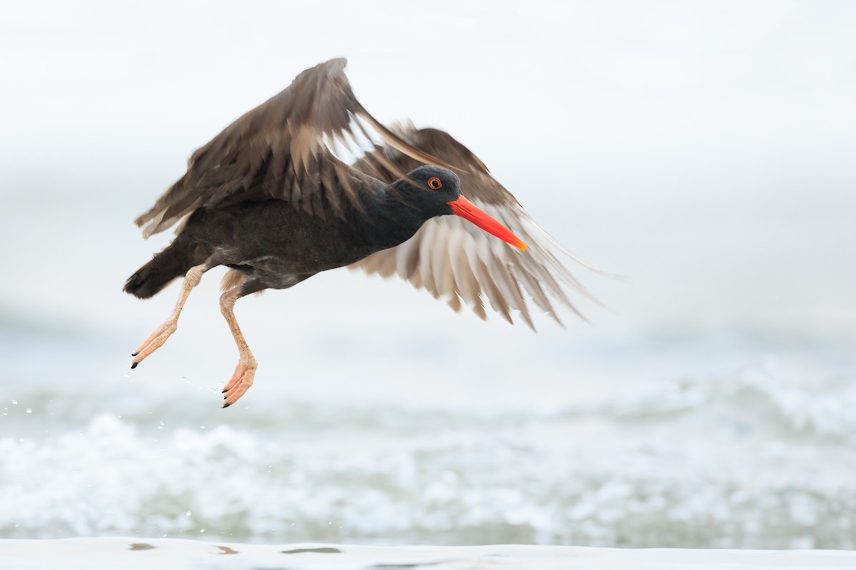 Black Oystercatcher - ML454284371