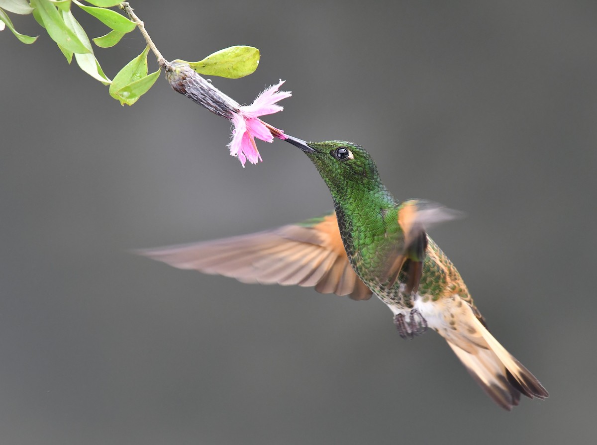 Buff-tailed Coronet - ML454285051