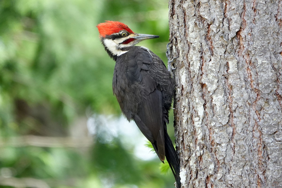 Pileated Woodpecker - ML454285651
