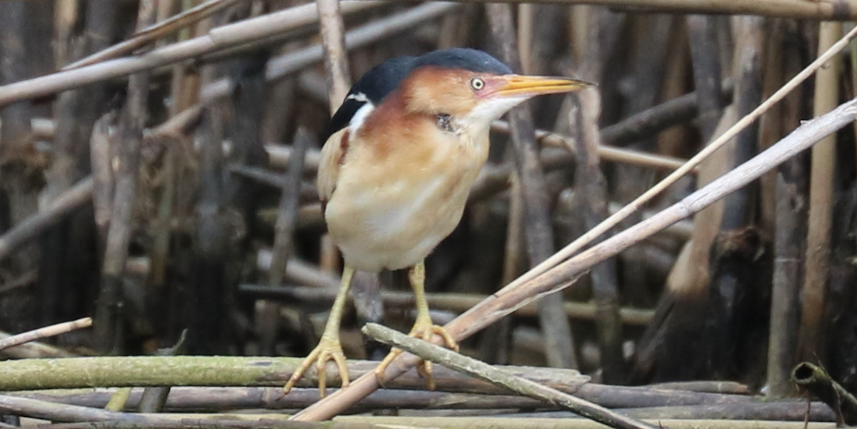 Least Bittern - ML454287801