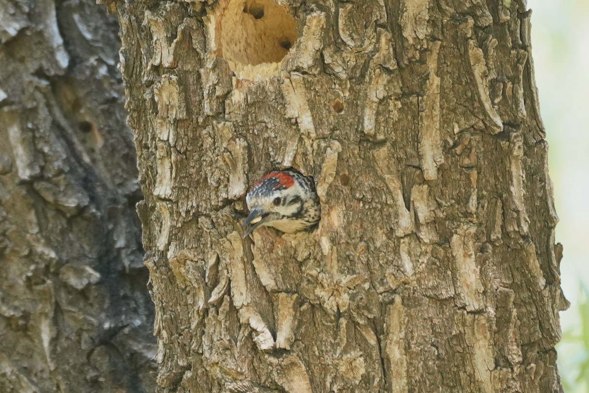 Ladder-backed Woodpecker - ML454288411