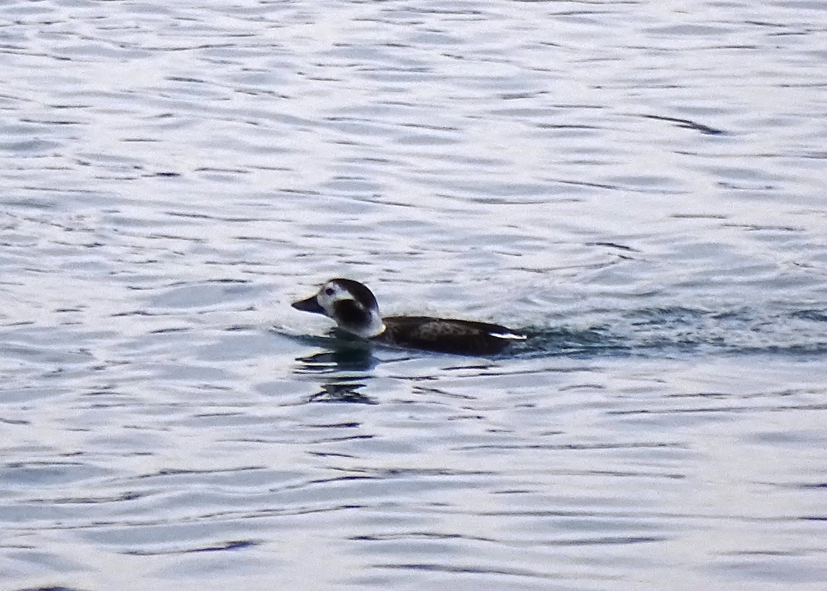 Long-tailed Duck - ML45428871