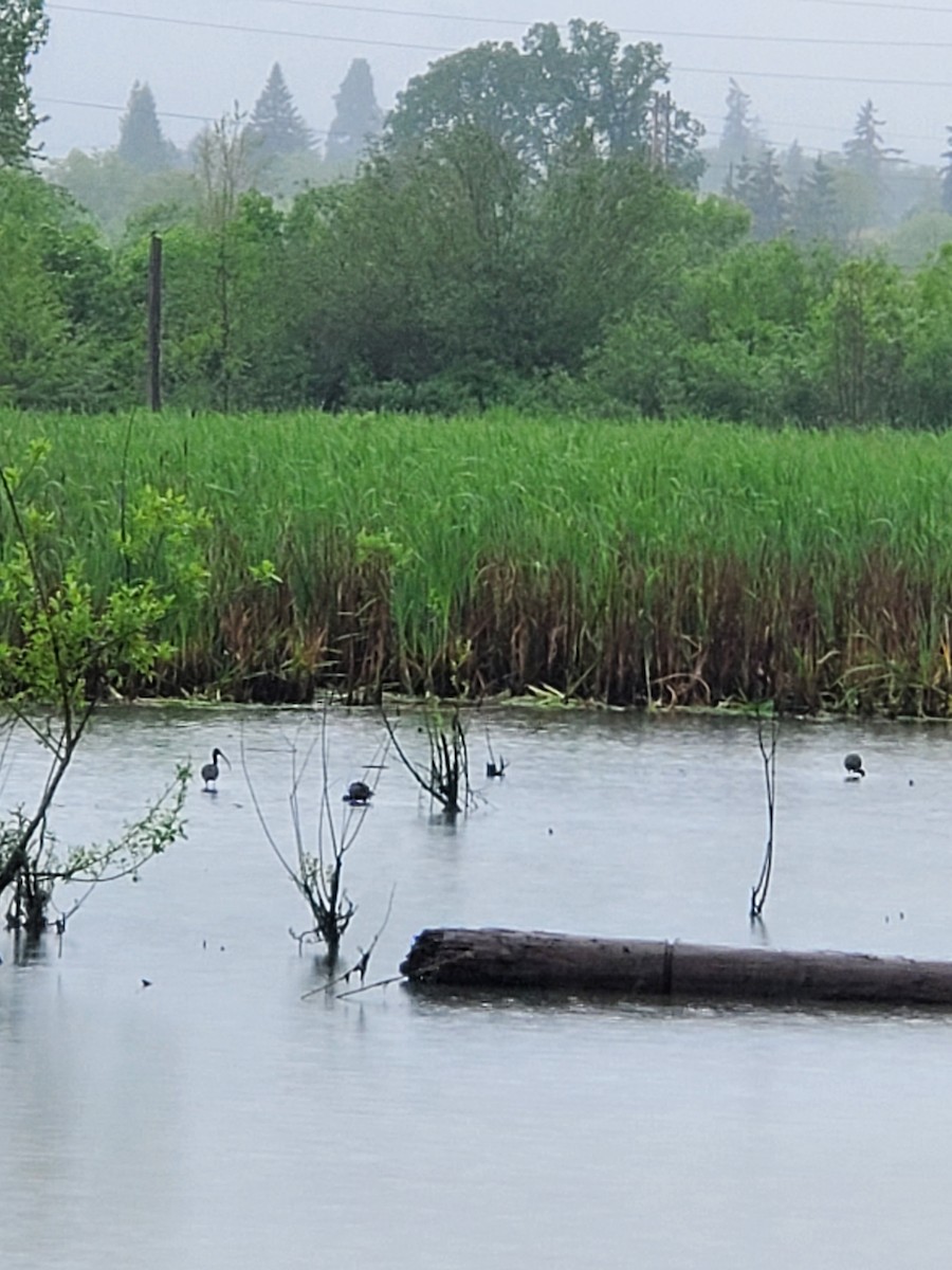 White-faced Ibis - ML454289031