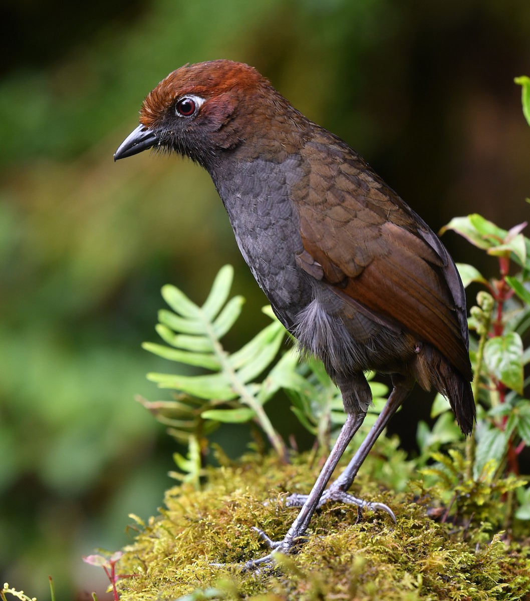 Chestnut-naped Antpitta - ML454289511