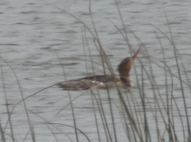 Red-breasted Merganser - ML454290381