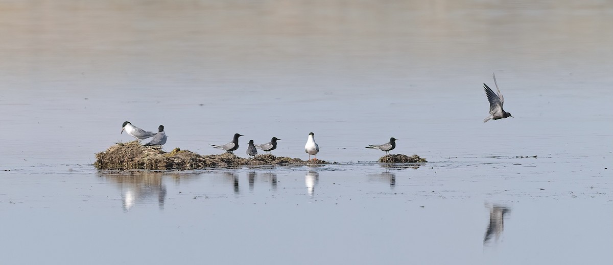 Black Tern - ML454292501