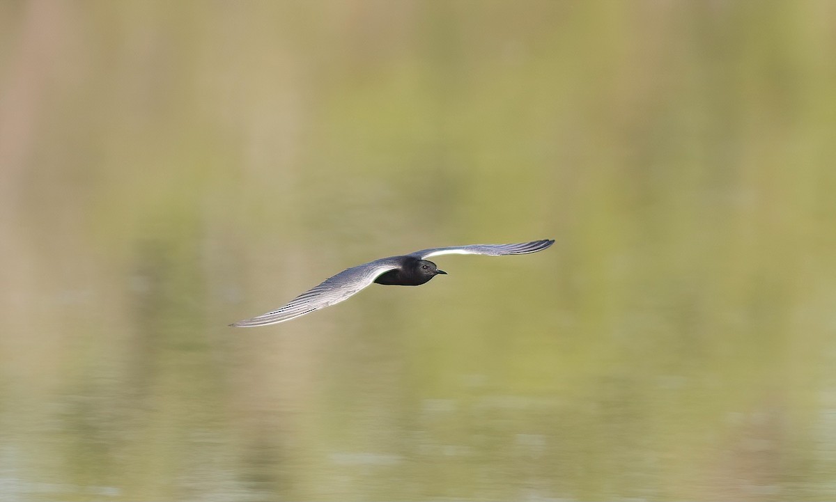 Black Tern - ML454293711