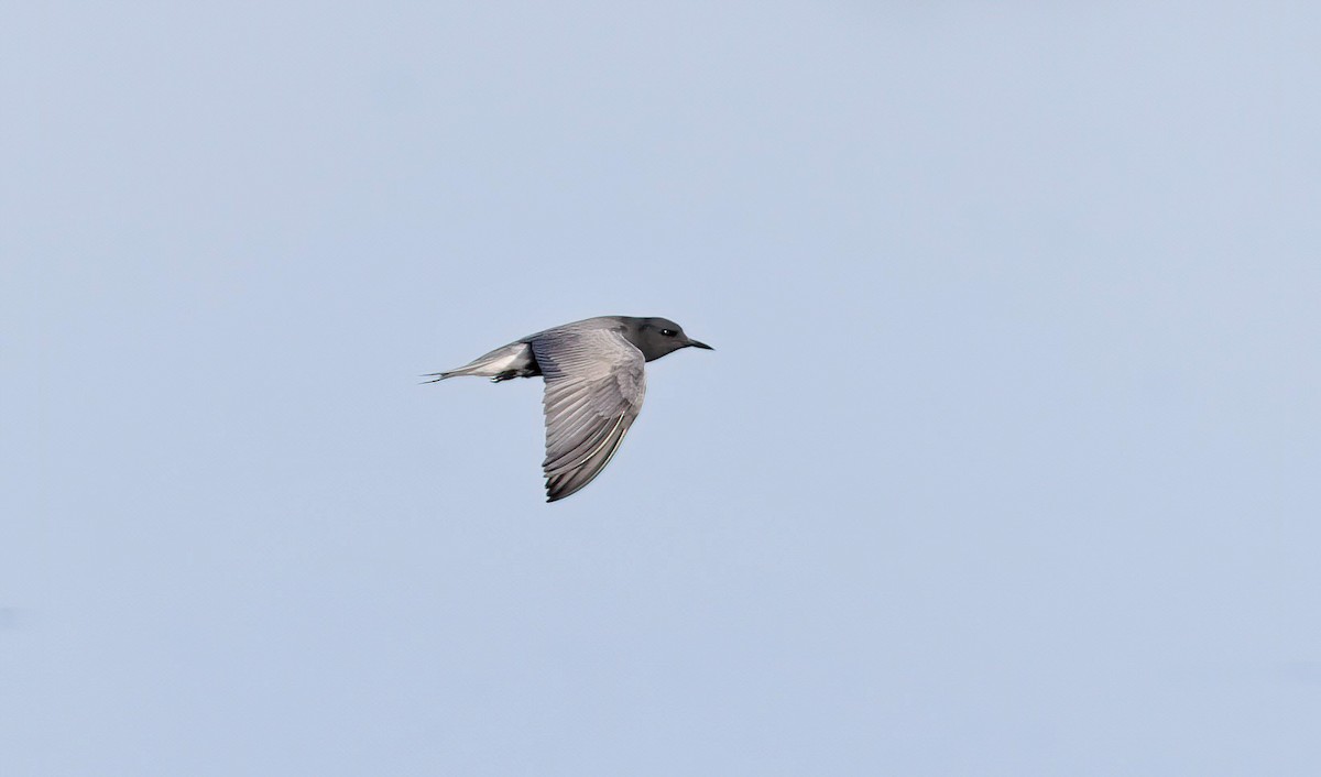 Black Tern - ML454293721